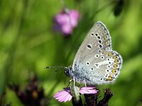 Aricia eumedon 7, Zwart blauwtje, Vlinderstichting-Chris van Swaay  7.18 11:04