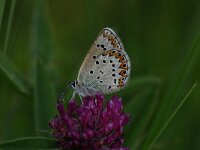 Aricia eumedon 9, Zwart blauwtje, Saxifraga-Arthur van Dijk