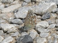 Aricia morronensis 3, Spaans bruin blauwtje, Saxifraga-Willem van Kruijsbergen