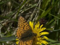 Boloria aquilonaris 12, Veenbesparelmoervlinder, Saxifraga-Willem van Kruijsbergen