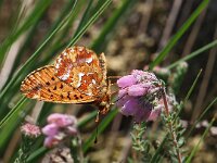 Boloria aquilonaris 18, Veenbesparelmoervlinder, Saxifraga-Hans Dekker