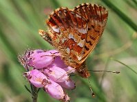 Boloria aquilonaris 19, Veenbesparelmoervlinder, Saxifraga-Hans Dekker