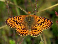 238_13, Veenbesparelmoervlinder : Veenbesparelmoervlinder, Cranberry Fritillary, Boloria aquilonaris, male