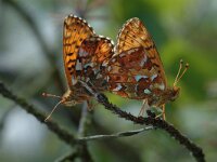 Boloria aquilonaris 3, Veenbesparelmoervlinder, Vlinderstichting-Joost Uitenbogaard