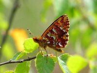 Boloria aquilonaris 7, Veenbesparelmoervlinder, Vlinderstichting-Henk Bosma