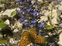 Boloria euphrosyne 18, Zilvervlek, Saxifraga-Jan van der Straaten