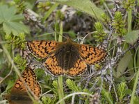 Boloria napaea 19, Bergparelmoervlinder, Saxifraga-Willem van Kruijsbergen