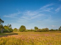 Natural Butterfly Habitat  Natural Grassland with Many Wildflowers in Nature Reserve Elperstroom, Drenthe, Netherlands : Drenthe, Elperstroom, Flowers, Netherlands, Ragged, background, beautiful, beauty, blossom, blue, bright, butterflies, cloud, country, countryside, cuculi, day, environment, field, flora, flos, flos-cuculi, flower, grass, grassland, green, holland, horizon, landscape, lychnis, meadow, national, natural, nature, outdoors, park, pasture, plant, reserve, robin, rural, scene, scenery, season, serene, sky, spring, summer, sunlight, wildflower