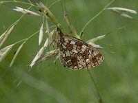 Boloria selene 23, Zilveren maan, Saxifraga-Willem van Kruijsbergen