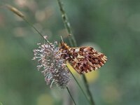 Boloria titania 2, Titania s parelmoervlinder, Vlinderstichting-Albert Vliegenthart