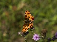 Boloria titania 5, Titania s parelmoervlinder, Saxifraga-Jan van der Straaten