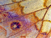 280_34A, Brentis ino : Brentis ino, Lesser Marbled Fritillary, Purperstreepparelmoervlinder, hindwing underside, male