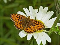 234_16, Purperstreepparelmoervlinder : Purperstreepparelmoervlinder, Lesser Marbled Fritillary, Brenthis ino, female