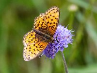 Brenthis ino 59, Purperstreepparelmoervlinder, Saxifraga-Bart Vastenhouw