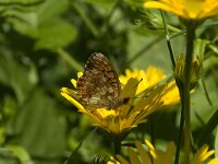 Brenthis ino 7, Purperstreepparelmoervlinder, Saxifraga-Jan van der Straaten