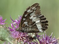 Brintesia circe 5, Witbandzandoog, Saxifraga-Jan van der Straaten
