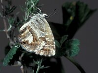 Cacyreus marshalli 6, Geraniumblauwtje, Saxifraga-Frits Bink