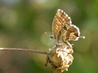 Cacyreus marshalli 7, Geraniumblauwtje, Vlinderstichting-Chris van Swaay  Geraniumblauwtje Cacyreus marshalli