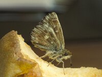 Carcharodus alceae 7, Kaasjeskruiddikkopje, Vlinderstichting-Harm Smeenk