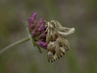 Carcharodus lavatherae 4, Andoorndikkopje, Vlinderstichting-Kars Veling