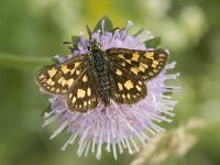 Carterocephalus palaemon 2, Bont dikkopje, female, Saxifraga-Jan van der Straaten