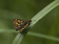 Carterocephalus palaemon 87, Bont dikkopje, Saxifraga-Jan van der Straaten