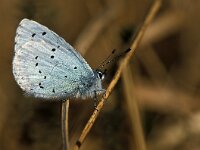 Celastrina argiolus 23, Boomblauwtje, Saxifraga-Robert Ketelaar