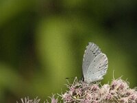 Celastrina argiolus 58, Boomblauwtje, Saxifraga-Jan van der Straaten