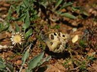 Chazara briseis 3, Heremiet, Saxifraga-Dirk Hilbers