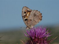 Chazara briseis 6, Heremiet, Vlinderstichting-Albert Vliegenthart