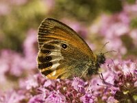 Coenonympha arcania 11, Tweekleurig hooibeestje, Saxifraga-Marijke Verhagen