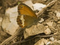 Coenonympha arcania 15, Tweekleurig hooibeestje, Saxifraga-Marijke Verhagen