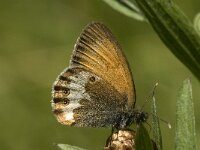 Coenonympha arcania 26, Tweekleurig hooibeestje, Saxifraga-Jan van der Straaten