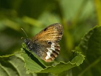 Coenonympha arcania 34, Tweekleurig hooibeestje, Saxifraga-Willem van Kruijsbergen