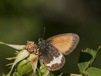 Coenonympha arcania 42, Tweekleurig hooibeestje, Saxifraga- Marijke Verhagen