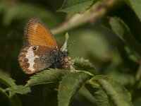 Coenonympha arcania 44, Tweekleurig hooibeestje, Saxifraga- Marijke Verhagen