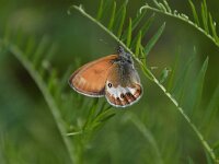 Coenonympha arcania 52, Tweekleurig hooibeestje,  Saxifraga-Luuk Vermeer