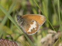 Coenonympha arcania 56, Tweekleurig hooibeestje, Saxifraga-Willem van Kruijsbergen
