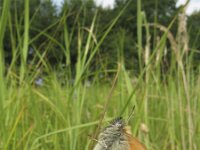 Coenonympha glycerion 12, Roodstreephooibeestje, Saxifraga-Rob Felix : Animalia, Arthropoda, Insecta, Lepidoptera, animal, arthropod, butterfly, dier, dieren, geleedpotige, geleedpotigen, insect, insecten, vlinder, vlinders