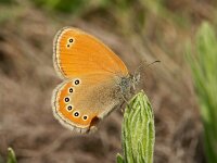 Coenonympha leander 2,Turks hooibeestje, Vlinderstichting-Chris van Swaay  Coenonympha leander