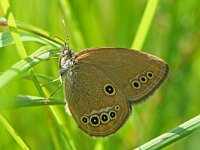 Coenonympha oedippus 13, Goudooghooibeestje, female, Saxifraga-Kars Veling