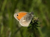 Coenonympha pamphilus 14, Hooibeestje, Saxifraga-Jan van der Straaten