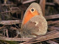 Coenonympha pamphilus 19, Hooibeestje, Vlinderstichting-Ab H Baas