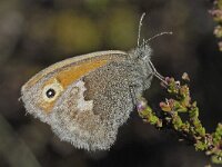 Coenonympha pamphilus 21, Hooibeestje, Saxifraga-Ab H Baas