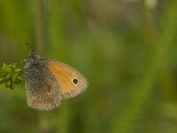 Coenonympha pamphilus 35, Hooibeestje, Saxifraga-Jan van der Straaten