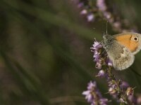 Coenonympha pamphilus 41, Hooibeestje, Saxifraga-Jan van der Straaten