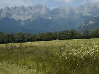 Coenonympha pamphilus 7, Hooibeestje, habitat, F, Isere, St. Guillaume, Plan de Grisail, Saxifraga-Marijke Verhagen