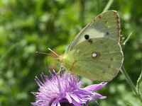 Colias hyale 10, Gele luzernevlinder, Vlinderstichting-Chris van Swaay  7.23 14:21