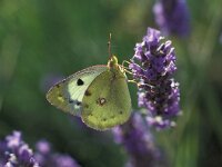 Colias hyale 13, Gele luzernevlinder, Vlinderstichting-Kars Veling