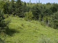 Colias hyale 4, Gele luzernevlinder, habitat, F, Isere, St. Michel-les-Portes, Saxifraga-Jan van der Straaten